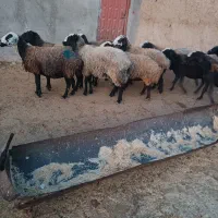 گوسفند شال|حیوانات مزرعه|بشاریات, |دیوار