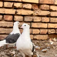 کبوتر یکت کفتر