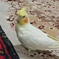 عروس هلندی ماده