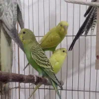 عروس هلندی، مرغ عشق|پرنده|مشهد, سیلو|دیوار