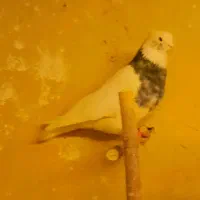 کبوتر طوقی|پرنده|محمدشهر, کوی بهار|دیوار