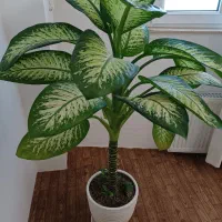 گل اپارتمانی|گل و گیاه طبیعی|اردبیل, |دیوار