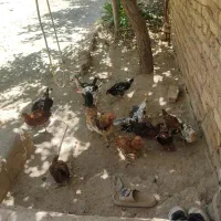 جوجه به قیمت عمده دونه ای 300