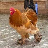 خروس برهما|حیوانات مزرعه|کرمان, |دیوار