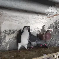 صید|پرنده|مشهد, تلگرد|دیوار