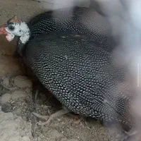 مرغ شاخدار