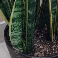 گل سانسوریا|گل و گیاه طبیعی|مشهد, شهرک بهارستان|دیوار