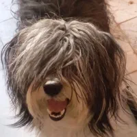 حیوانات پت خانگی|سگ|فولادشهر, پارک کوهستان|دیوار