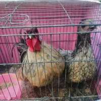 خروس ومرغ مینیاتوری