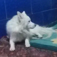 واگزاری سگ پامر