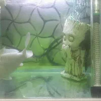 ماهی کوی سفید|ماهی|بندر انزلی, جهانگانی|دیوار