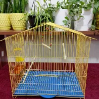 عروس هلندی|پرنده|آبپخش, |دیوار