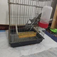 فروش عروس هلندی نر ماده