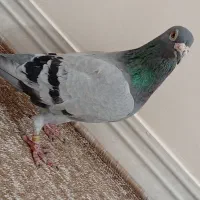 کبوتر پلاکی نر عراق|پرنده|خورموج, |دیوار