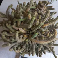 برگ بیدی گندمی خرفه، دم موشی