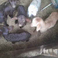 بره شیری. میش. گوسفند|حیوانات مزرعه|سلیمان, |دیوار