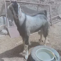 بزغاله