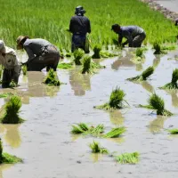 اکیپ برنج کار دورود و بروجرد
