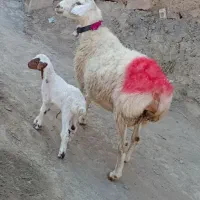 1رس میش چینی جوان زائده بره نر و کاور چینی لاکن