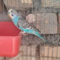 مرغ عشق ماده|پرنده|خمین, |دیوار