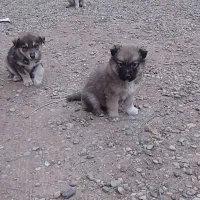 سرابی|سگ|کوهسار (البرز), |دیوار