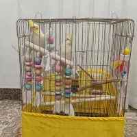 دو عدد عروس هلندی نرو ماده تخم گذار