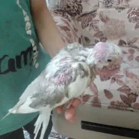 جوجه عروس آلبینو پروانه ای