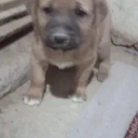 توله ی سرابی|سگ|کاشان, شهرک فرهنگیان|دیوار