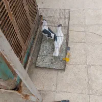 کبوترنروماده سیاه چادری|پرنده|اسلام‌شهر, شهرک مهدیه|دیوار