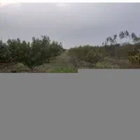 فروش-زمین-باغی