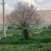 اجاره ۶هکتار زمین کشاورزی