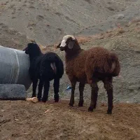 بره نر و ماده