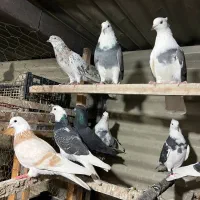 16عدد کفتر پرشی ناب و اصیل مخصوص جوجه کشی|پرنده|اردبیل, |دیوار