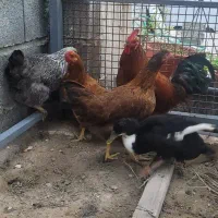 مرغ و خروس محلی