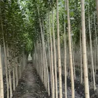 نهالستان فروش نهال‌های صنوبر گردو و بادام