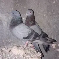 کبوترساعت سنگین