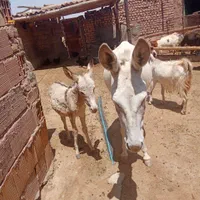 خر کره‌دار گوسفندی|حیوانات مزرعه|سبزوار, رباط|دیوار