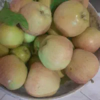 سیب زرد و قرمز ارگانیک