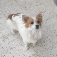 سگ فانتزی اشپیتزو|سگ|قزوین, |دیوار