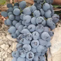 انگورسیاه(رشه)کردستان