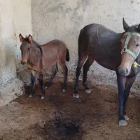 اسب مادیان همراه با کره قاطر