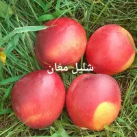 انواع نهال لیبل دار|خدمات باغبانی و درختکاری|اردبیل, |دیوار