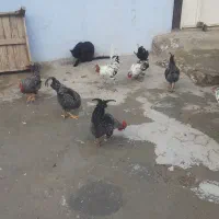 ۹عدد خروس جوان نژاد گلین وپلیموت راک