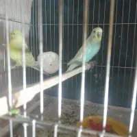 مرغ عشق مولد|پرنده|زاهدان, |دیوار