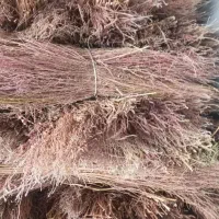 جارومحلی تعداد ۵۰۰دست