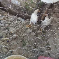 مرغ و خروس محلی|حیوانات مزرعه|جزنیک, |دیوار