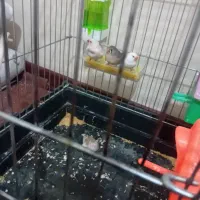 5 عدد فنچ نر و ماده زیبا