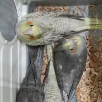 عروسهلندی۴۰روزه دونخور