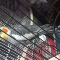 پرنده عروس هلندی|پرنده|آستانه اشرفیه, |دیوار