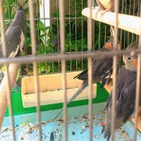 فروش جوجه عروس هلندی خاکستری